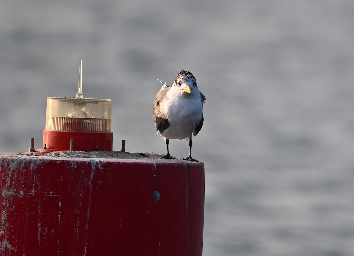 Great Crested Tern - ML615184168