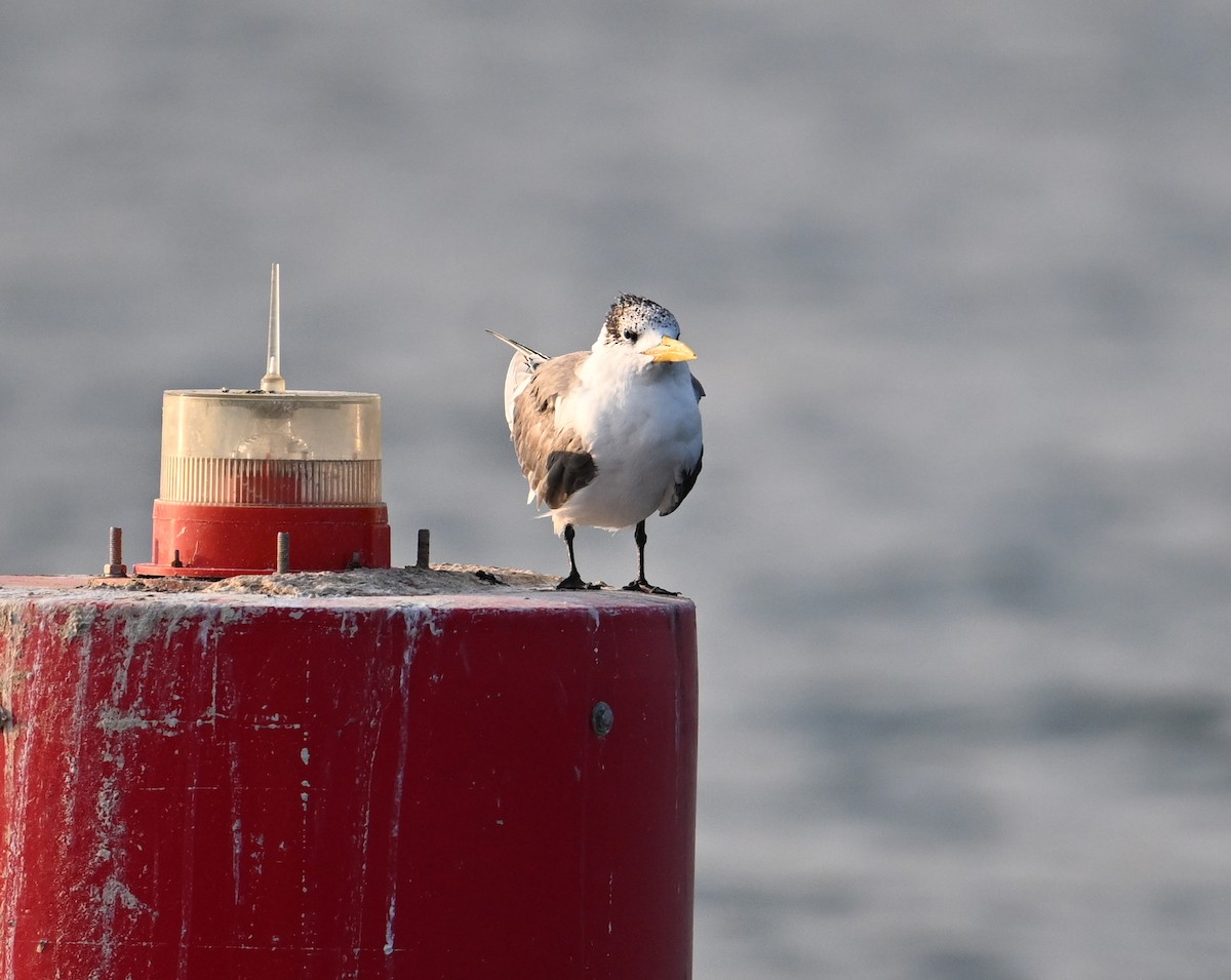 Great Crested Tern - ML615184170