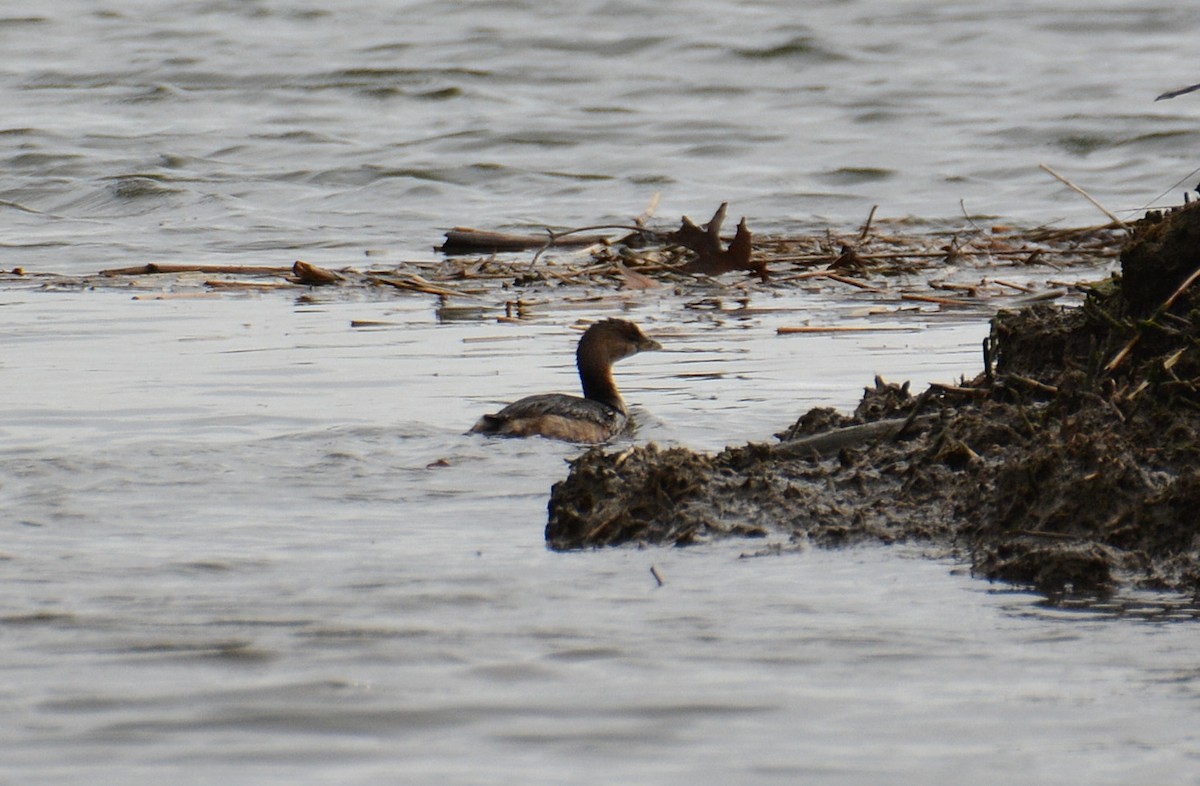 Pied-billed Grebe - ML615184314