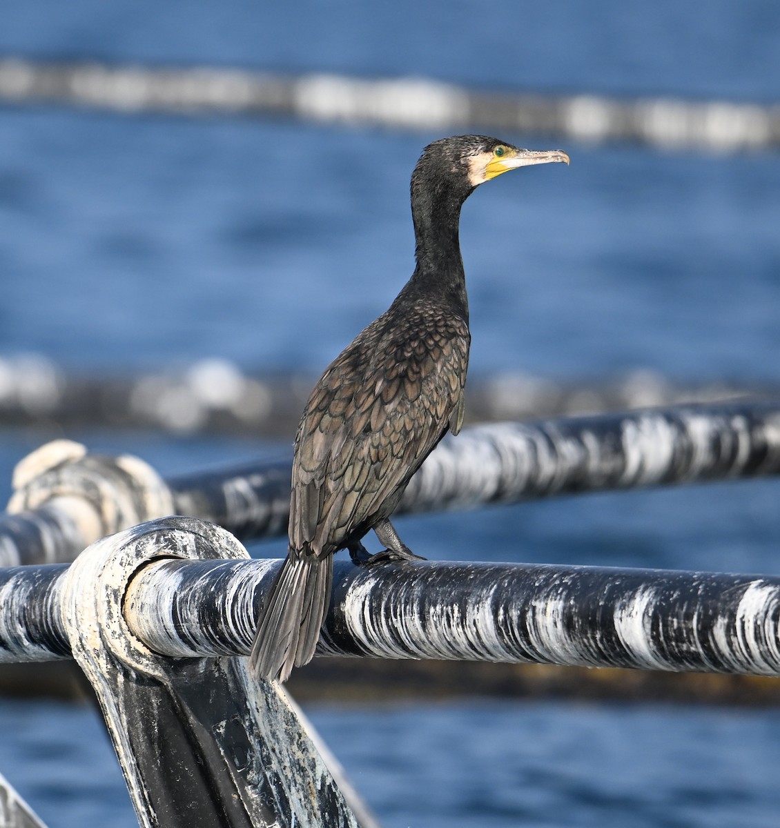 Cormorán Grande - ML615184371