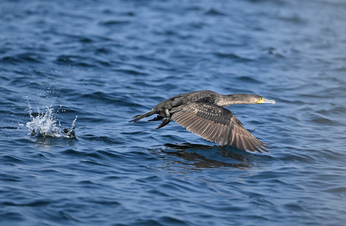 Cormorán Grande - ML615184372