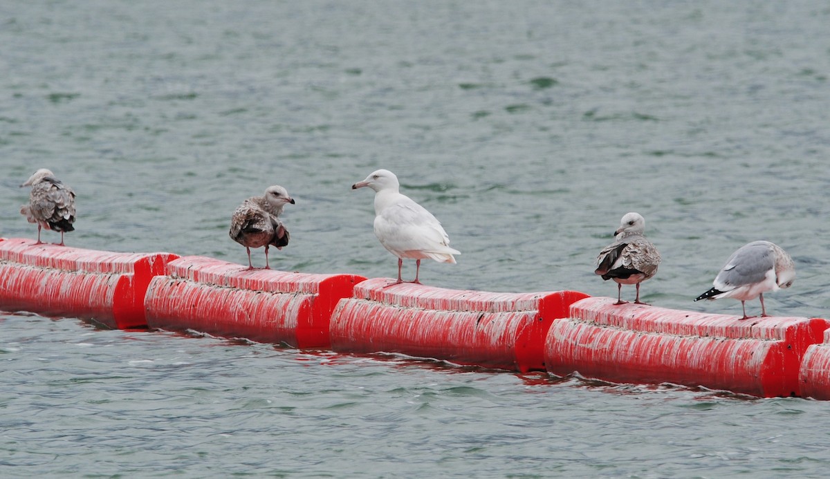 Glaucous Gull - ML615184431