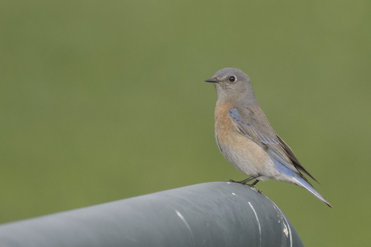 Western Bluebird - ML615184436