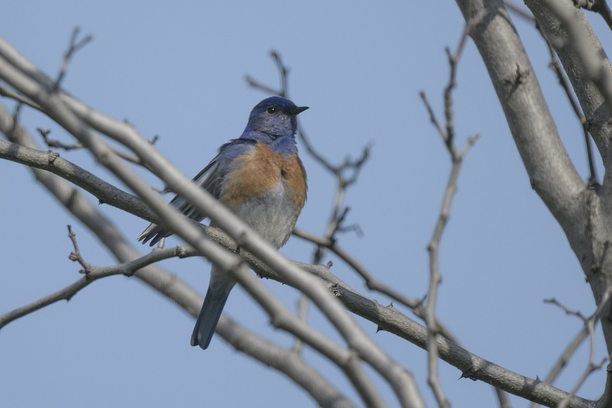 Western Bluebird - ML615184437