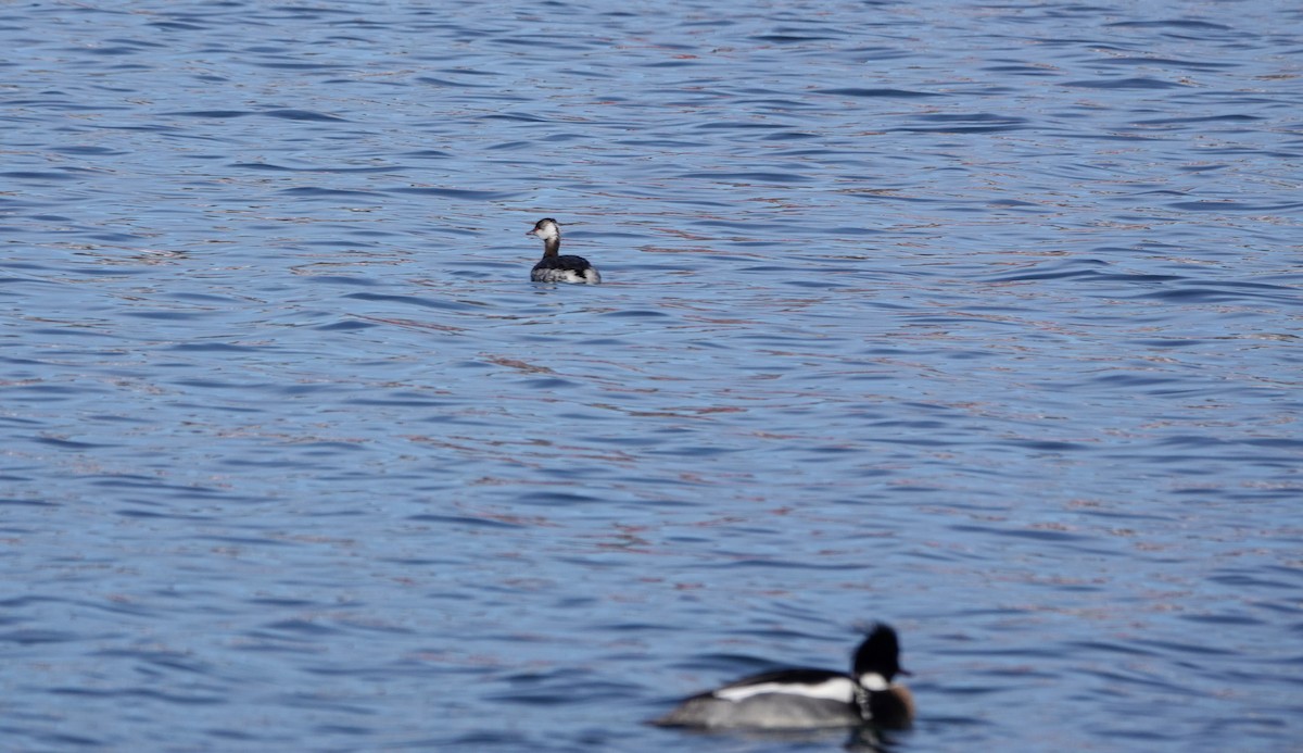 Horned Grebe - ML615184451