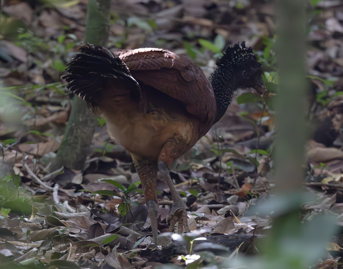 Great Curassow - ML615184458