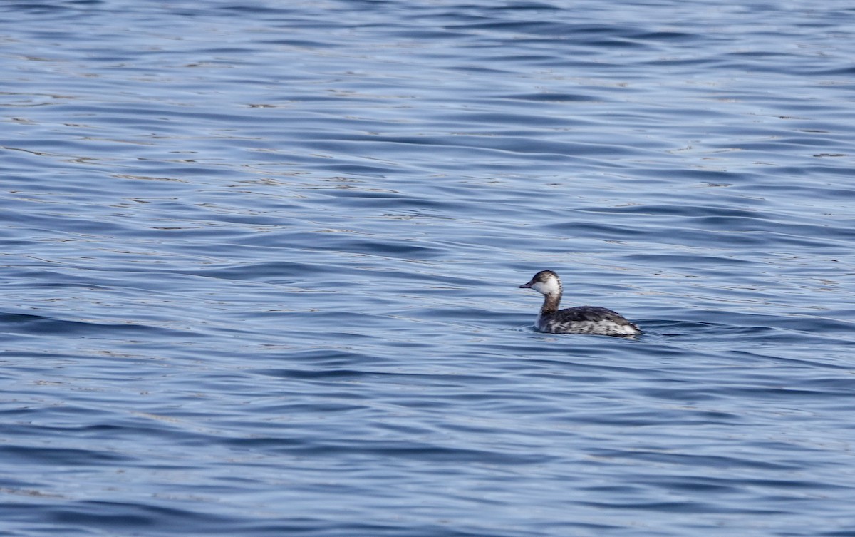 Horned Grebe - ML615184467