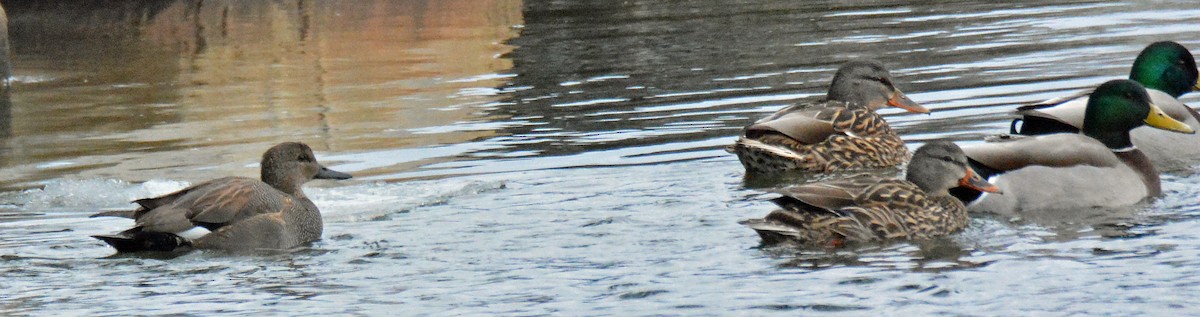 Gadwall - Michael J Good