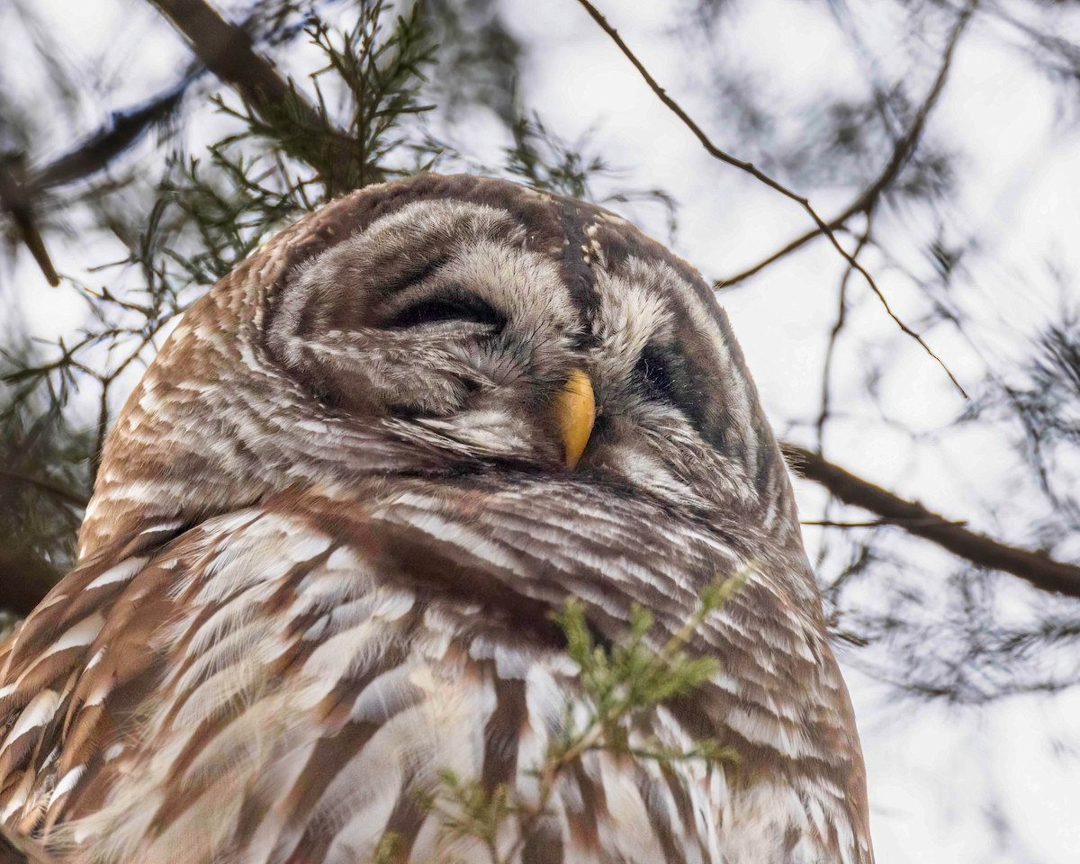 Barred Owl - ML615184772