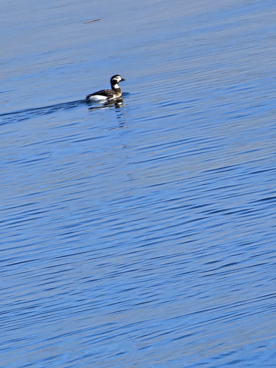 Long-tailed Duck - ML615184782