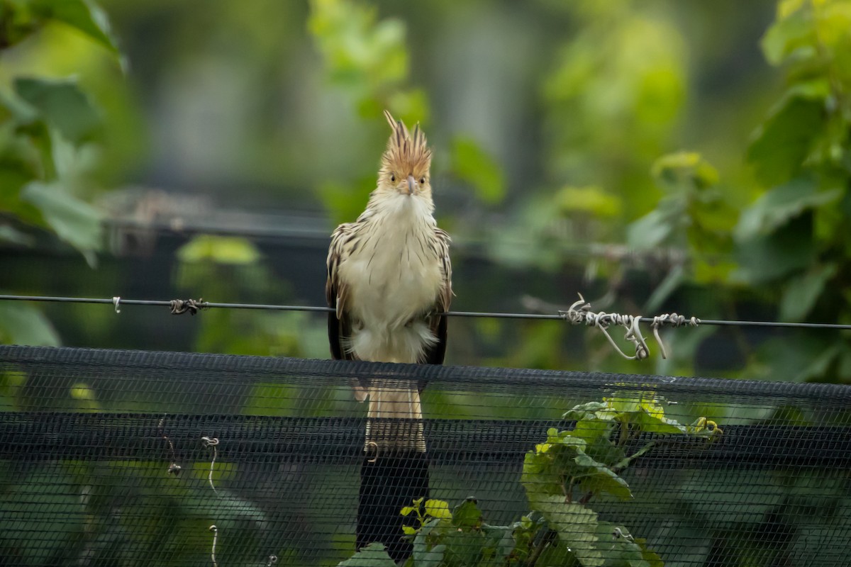 Guira Cuckoo - ML615184806