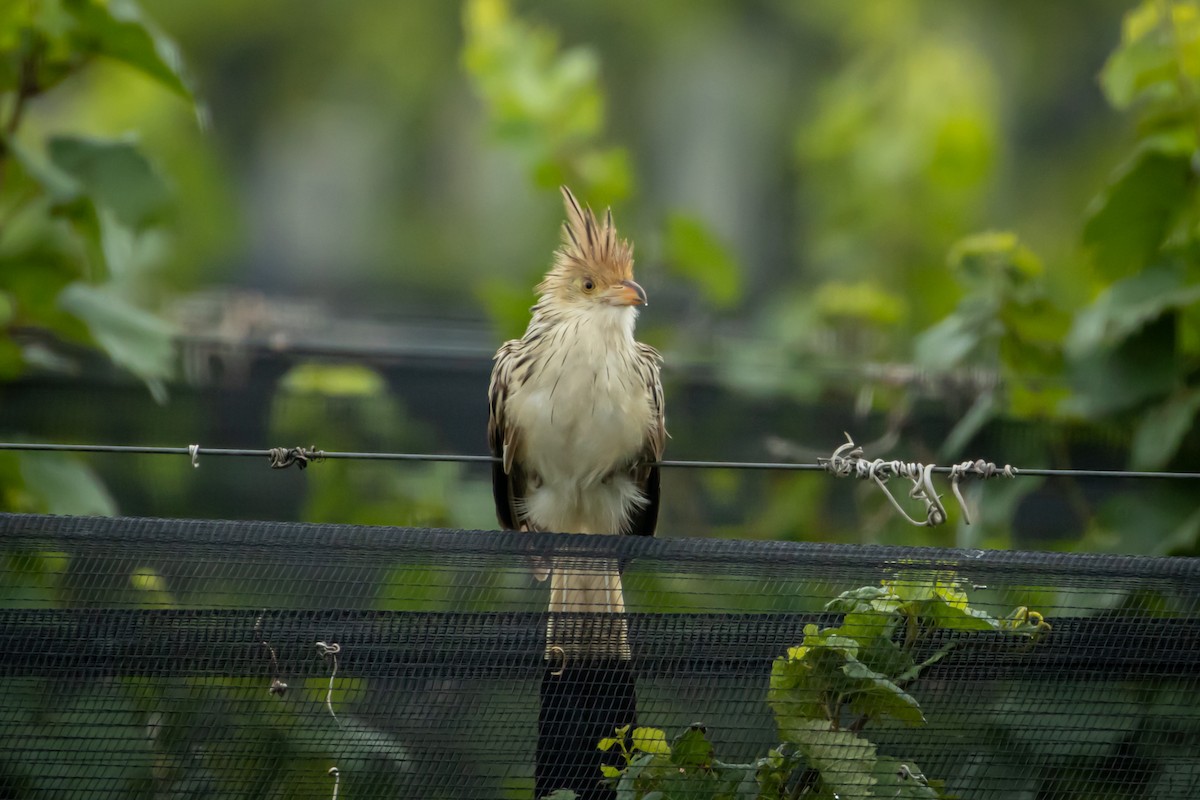 Guira Cuckoo - ML615184808