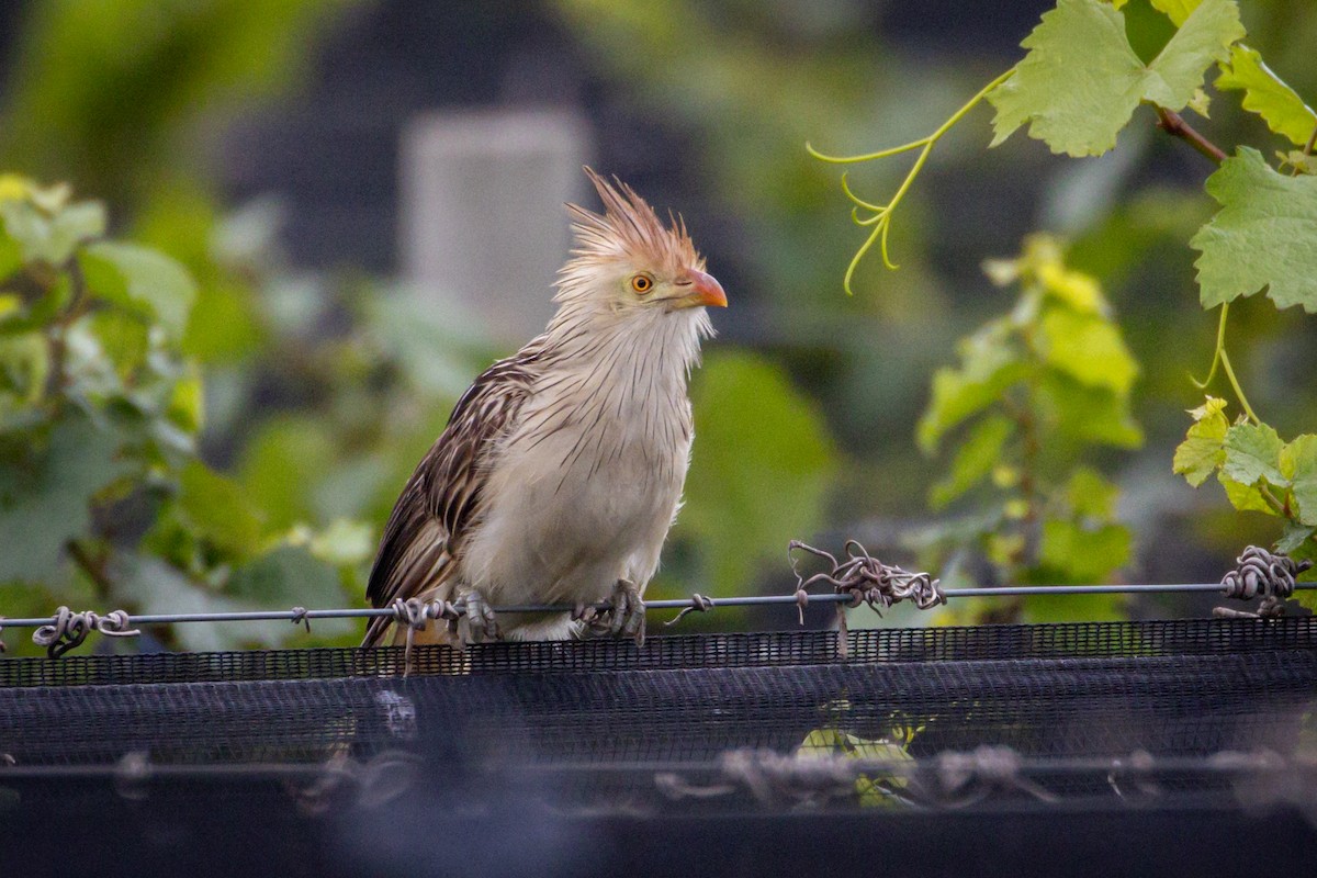 Guira Cuckoo - ML615184810