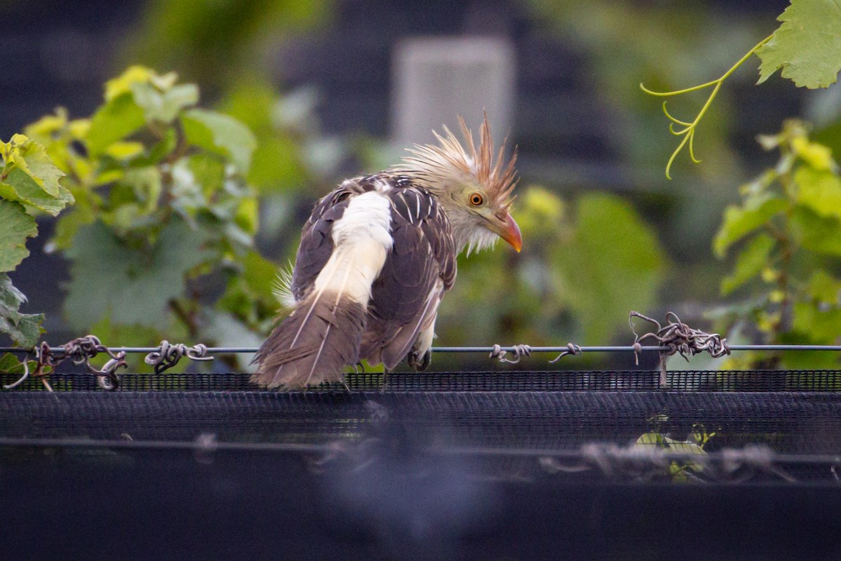 Guira Cuckoo - ML615184811