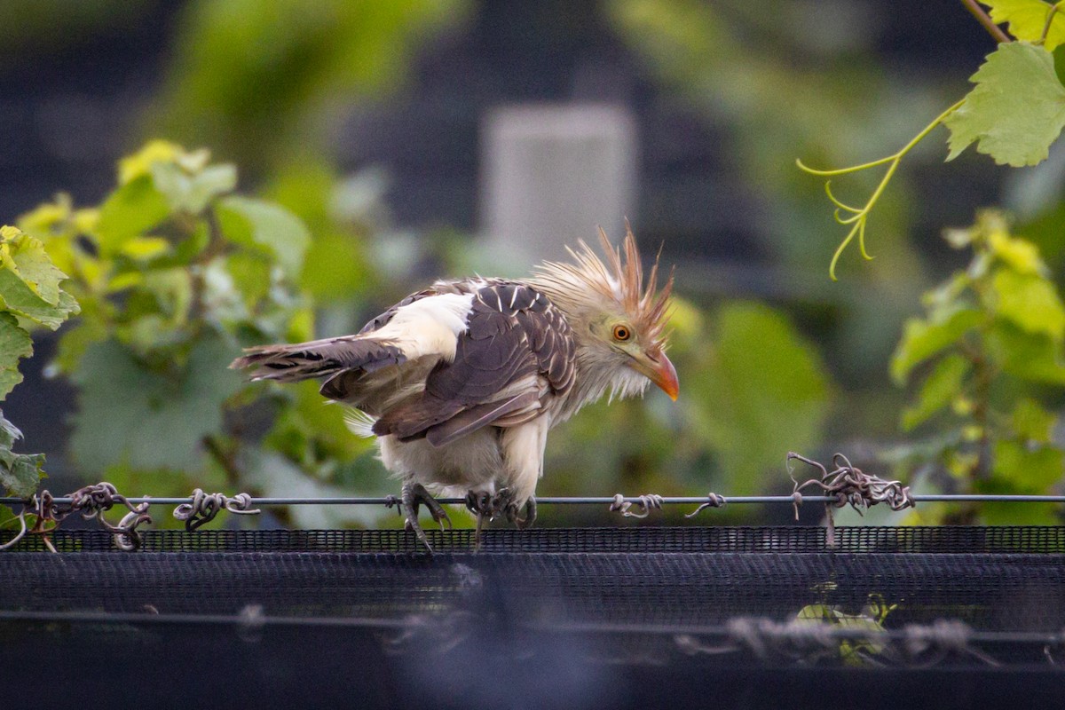 Guira Cuckoo - ML615184812