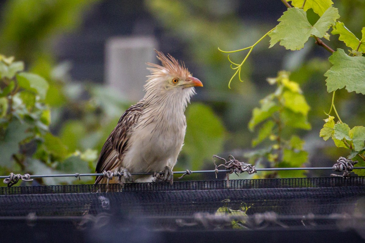 Guira Cuckoo - ML615184813