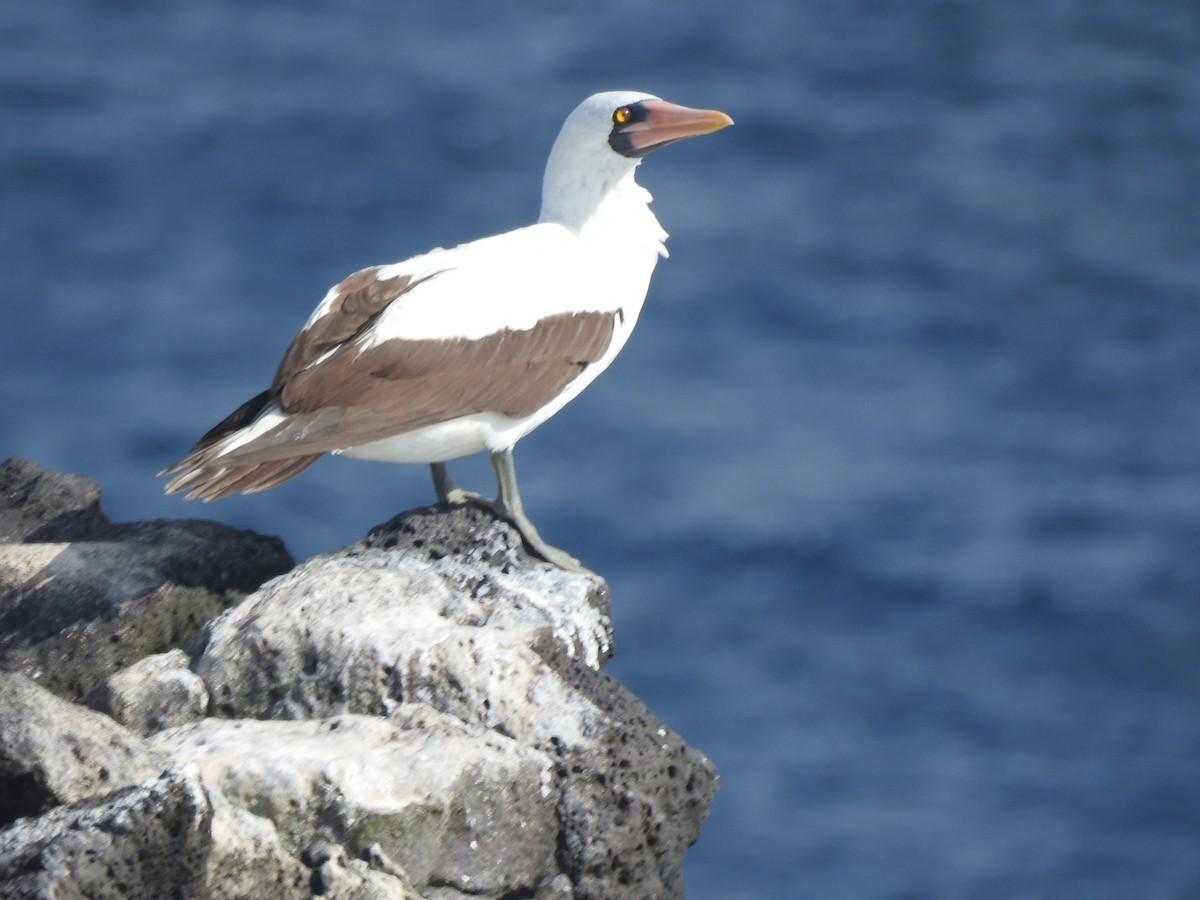 Nazca Booby - ML615184816