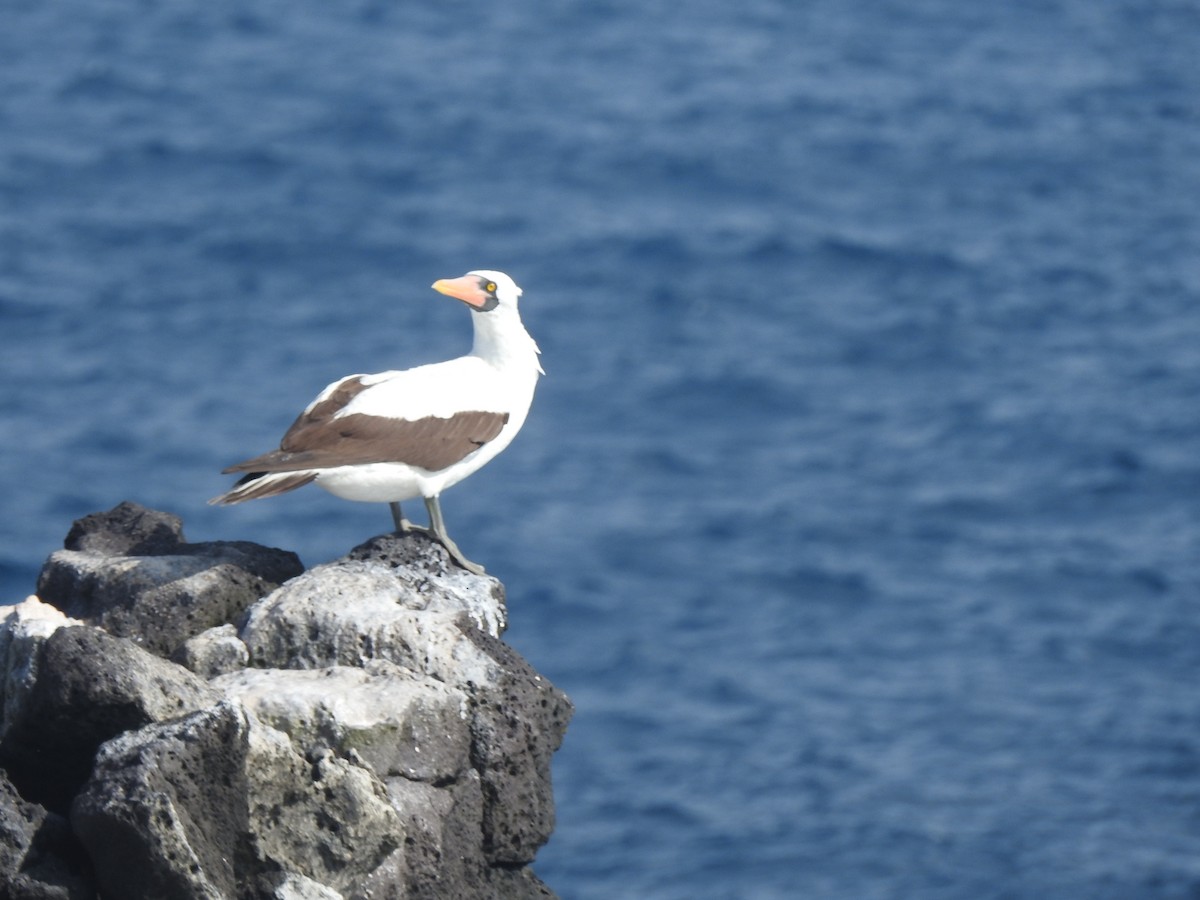 Nazca Booby - ML615184817