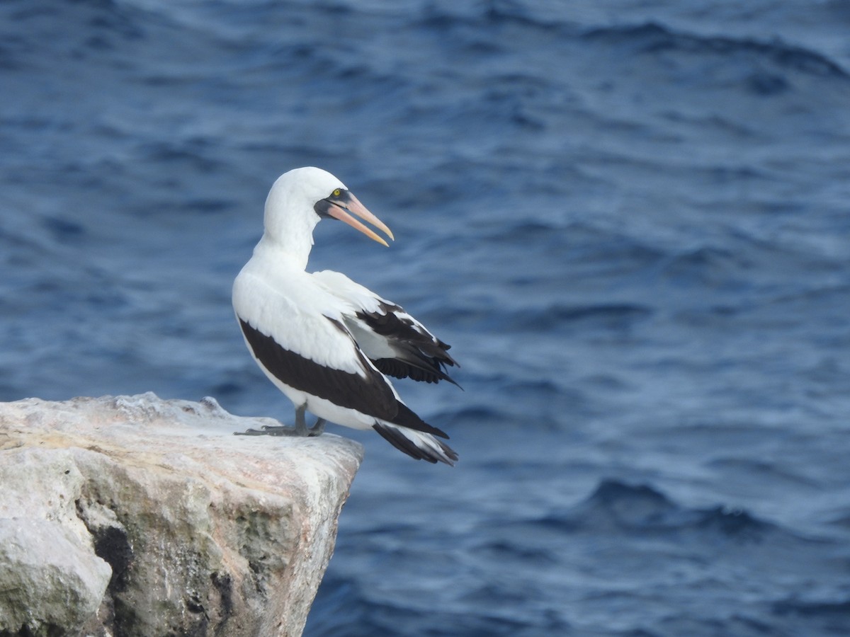 Nazca Booby - ML615184819