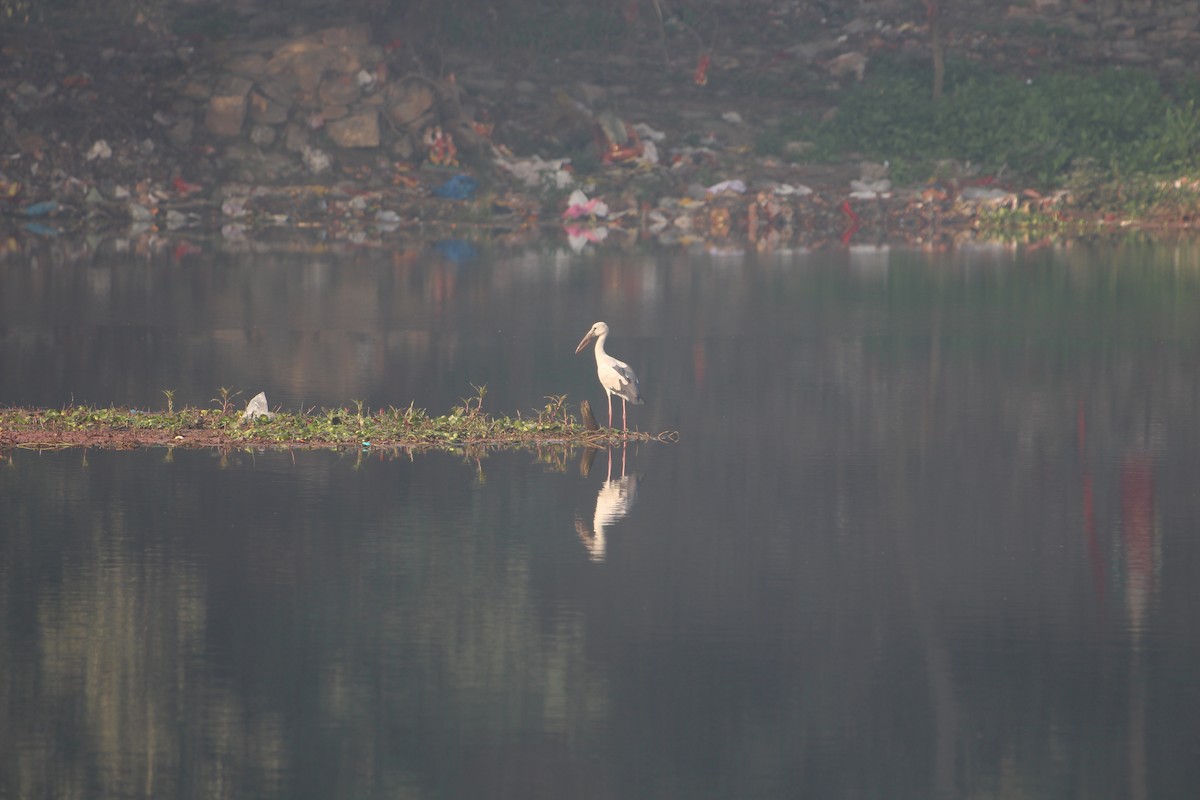 Asian Openbill - ML615184841