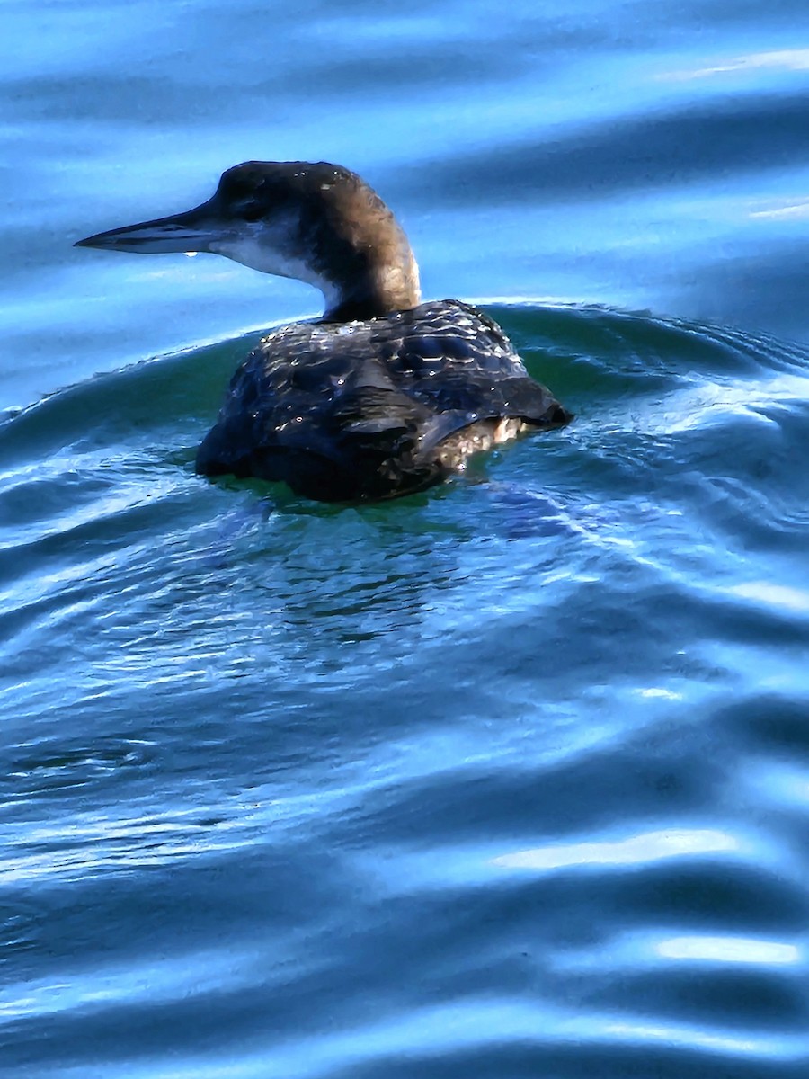 Common Loon - Joao Faustino