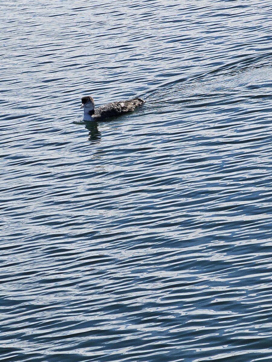 Plongeon huard - ML615184848