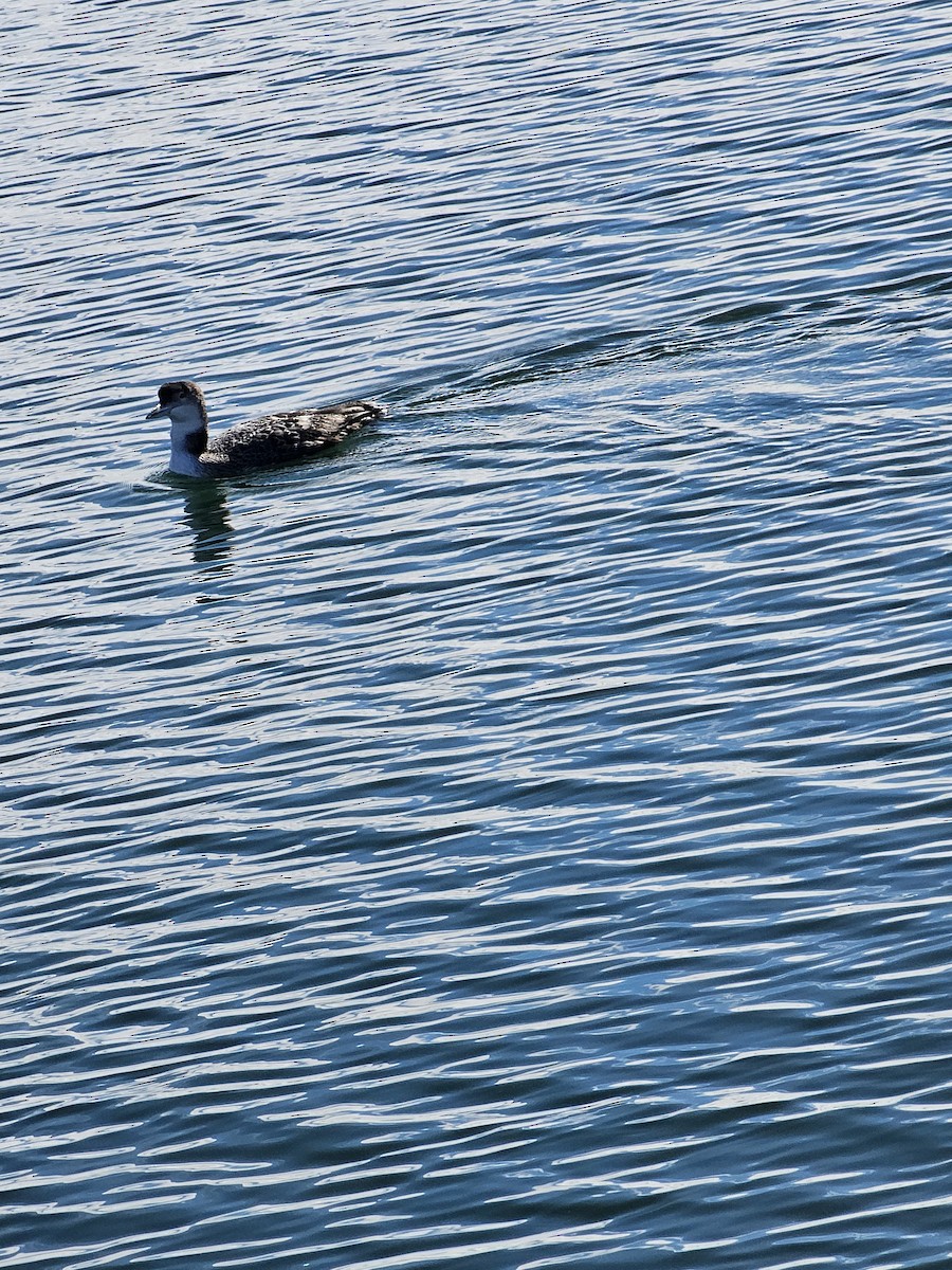 Common Loon - Joao Faustino