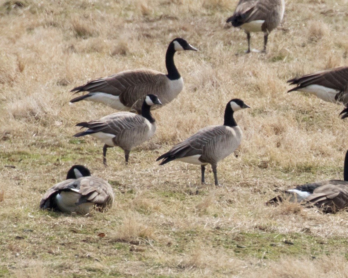 Cackling Goose (Richardson's) - ML615184878
