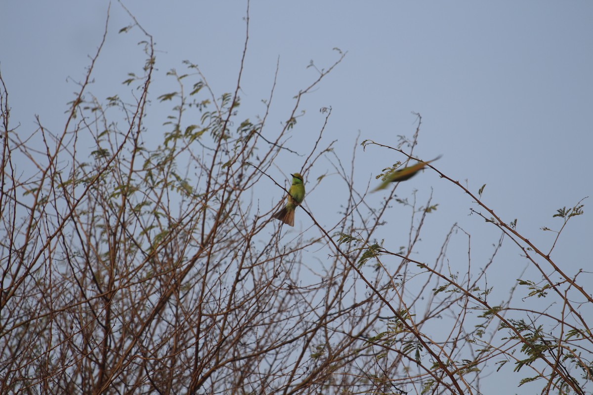Asian Green Bee-eater - ML615184896