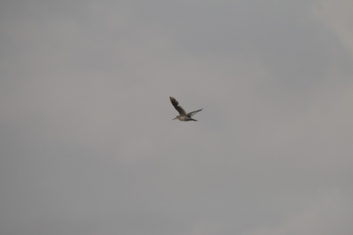 Common Redshank - ML61518491