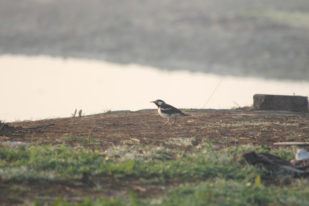 Indian Pied Starling - ML615184985