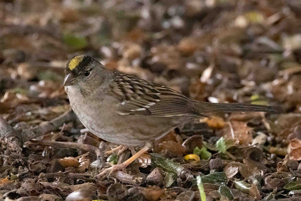 Golden-crowned Sparrow - ML615185024