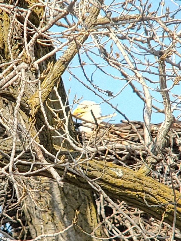 Белоголовый орлан - ML615185039