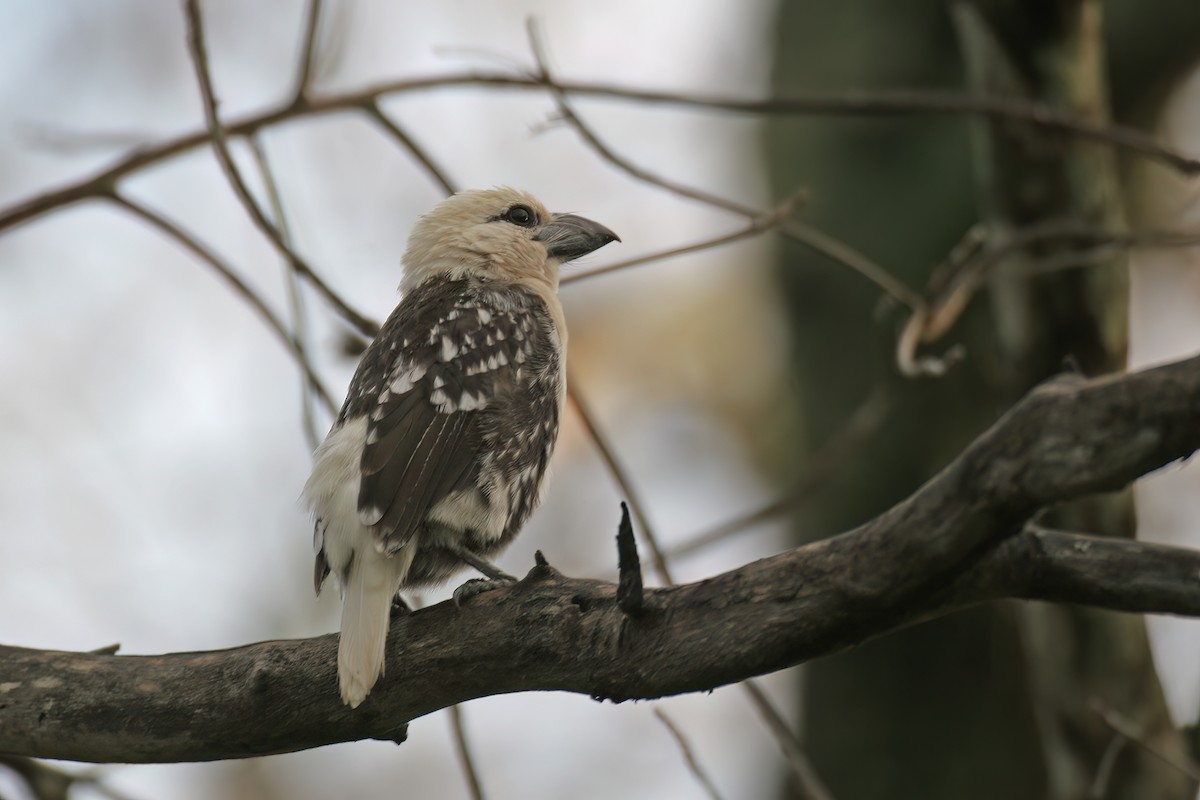 Weißkopf-Bartvogel - ML615185043