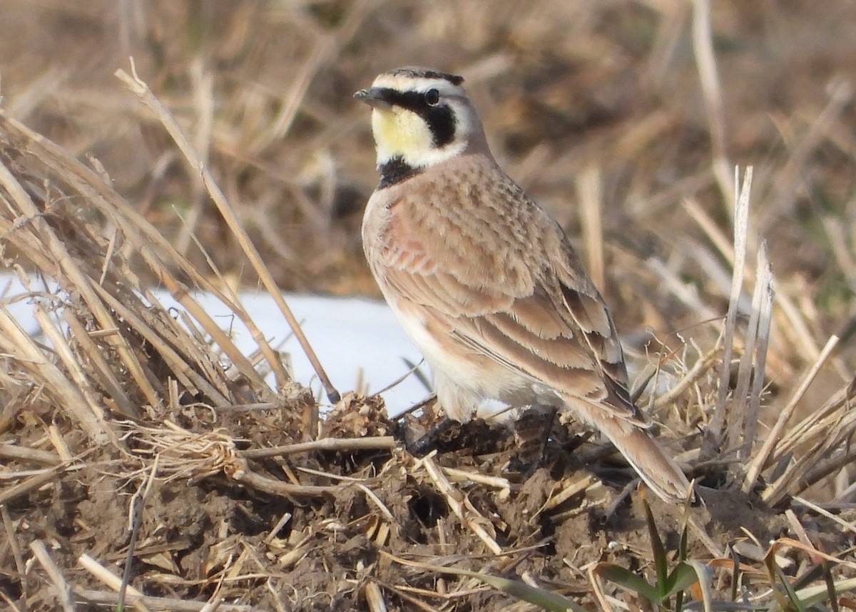 Horned Lark - John Wright