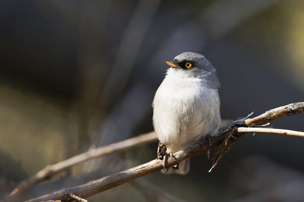 Yellow-eyed Junco - ML615185145