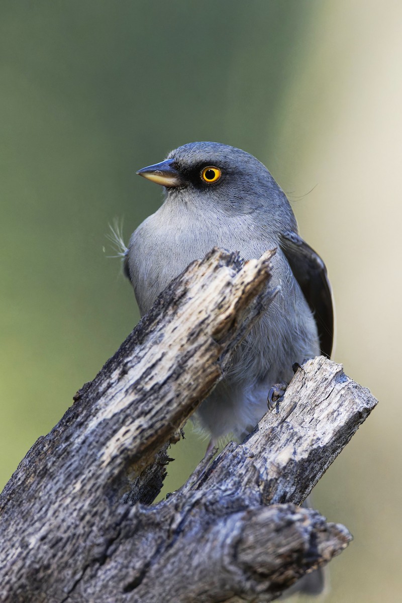 Yellow-eyed Junco - ML615185146