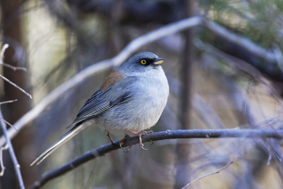 Yellow-eyed Junco - Anonymous