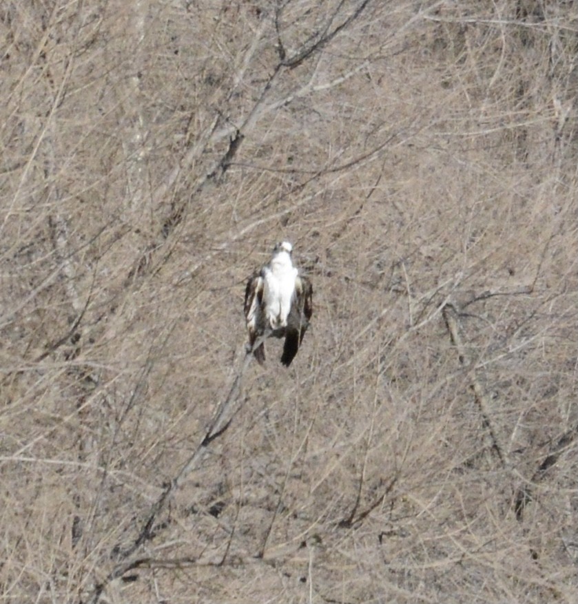 Osprey - ML615185219