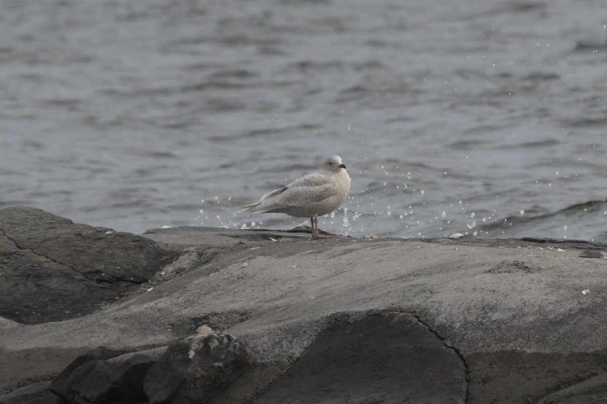 Goéland arctique - ML615185236