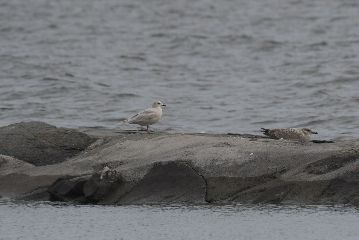 Gaviota Groenlandesa - ML615185238