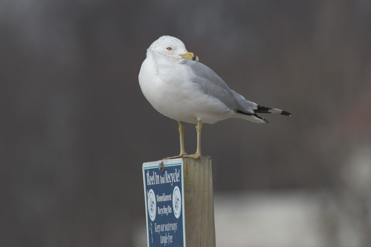 Ring-billed Gull - ML615185252