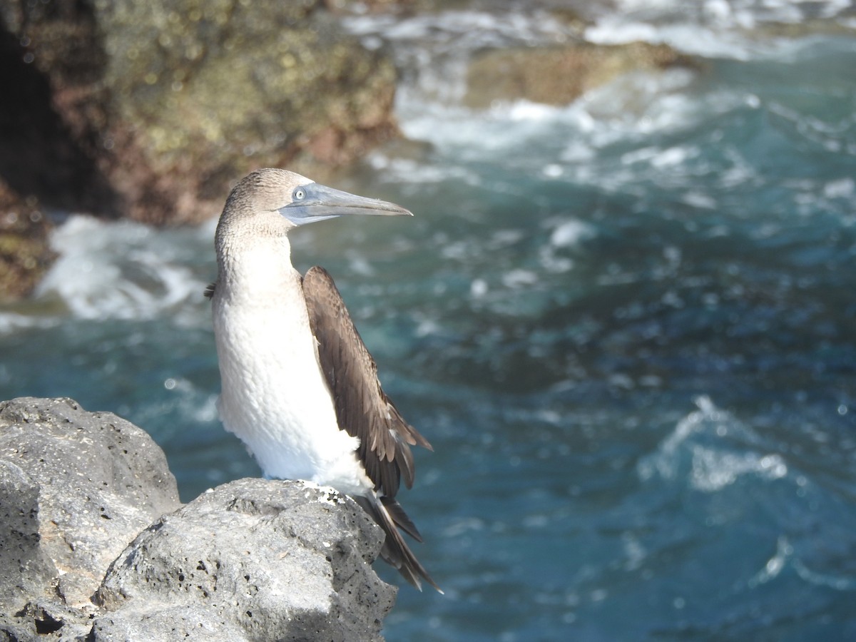 Blue-footed Booby - ML615185273