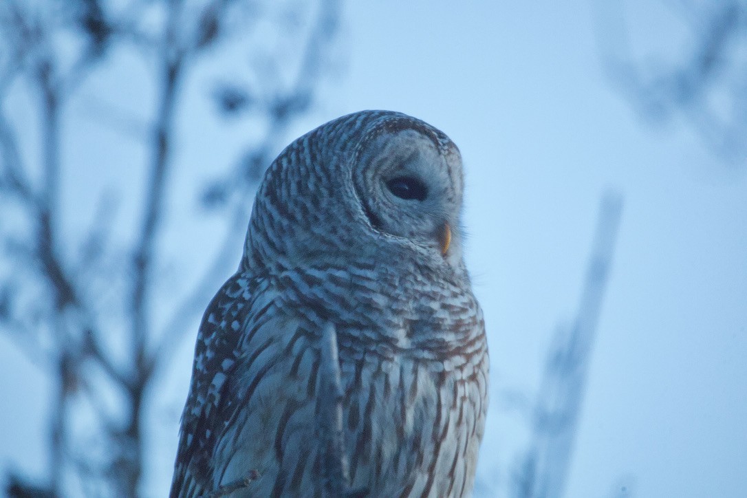 Barred Owl - ML615185319