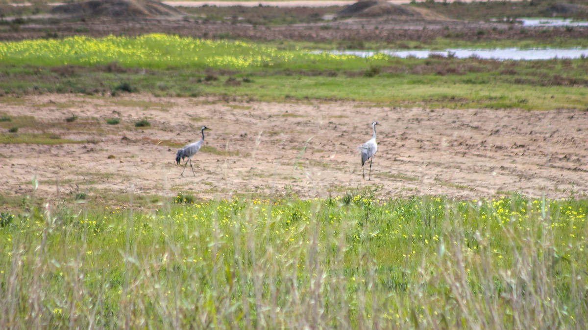 Common Crane - ML615185342