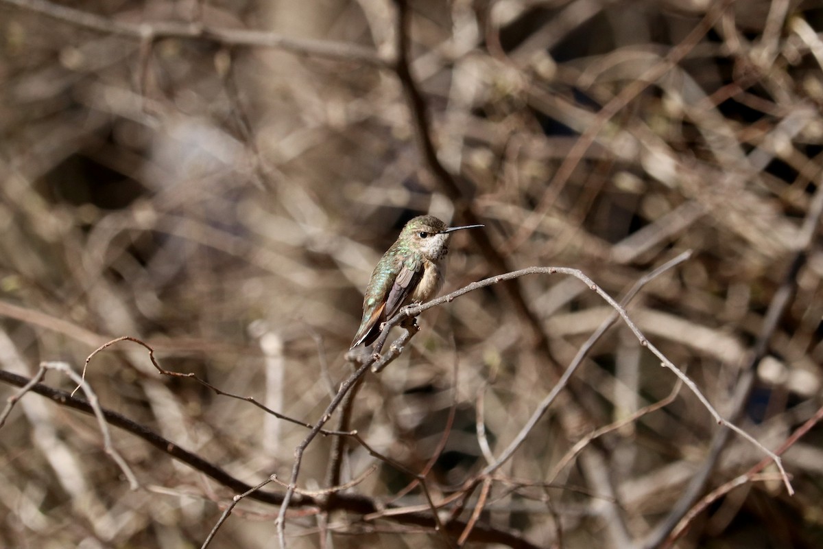 Rufous Hummingbird - ML615185373