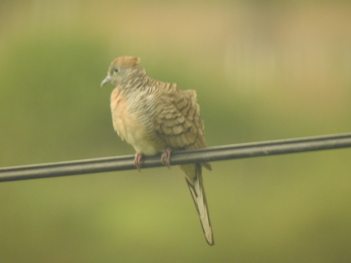 Zebra Dove - ML615185398