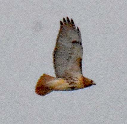 Red-tailed Hawk - ML615185404