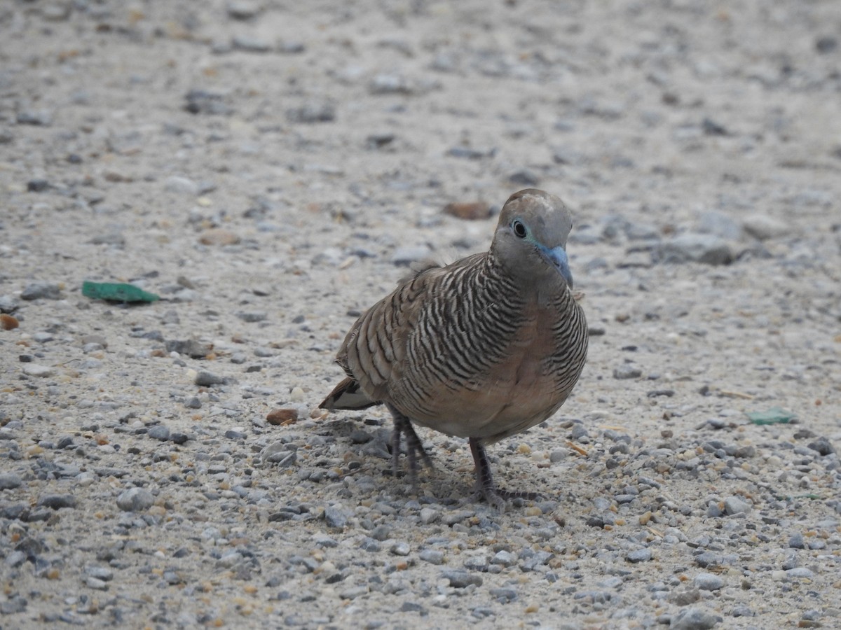 Zebra Dove - ML615185421