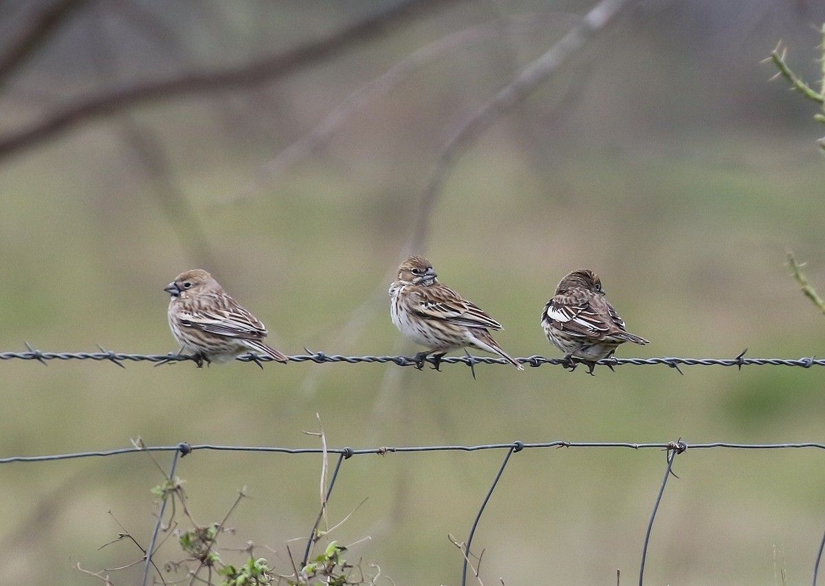 Lark Bunting - ML615185463